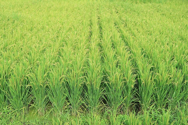 Értékes aranykalászos gazda tanfolyam nőknek is! Értékes aranykalászos gazda tanfolyam nőknek is!